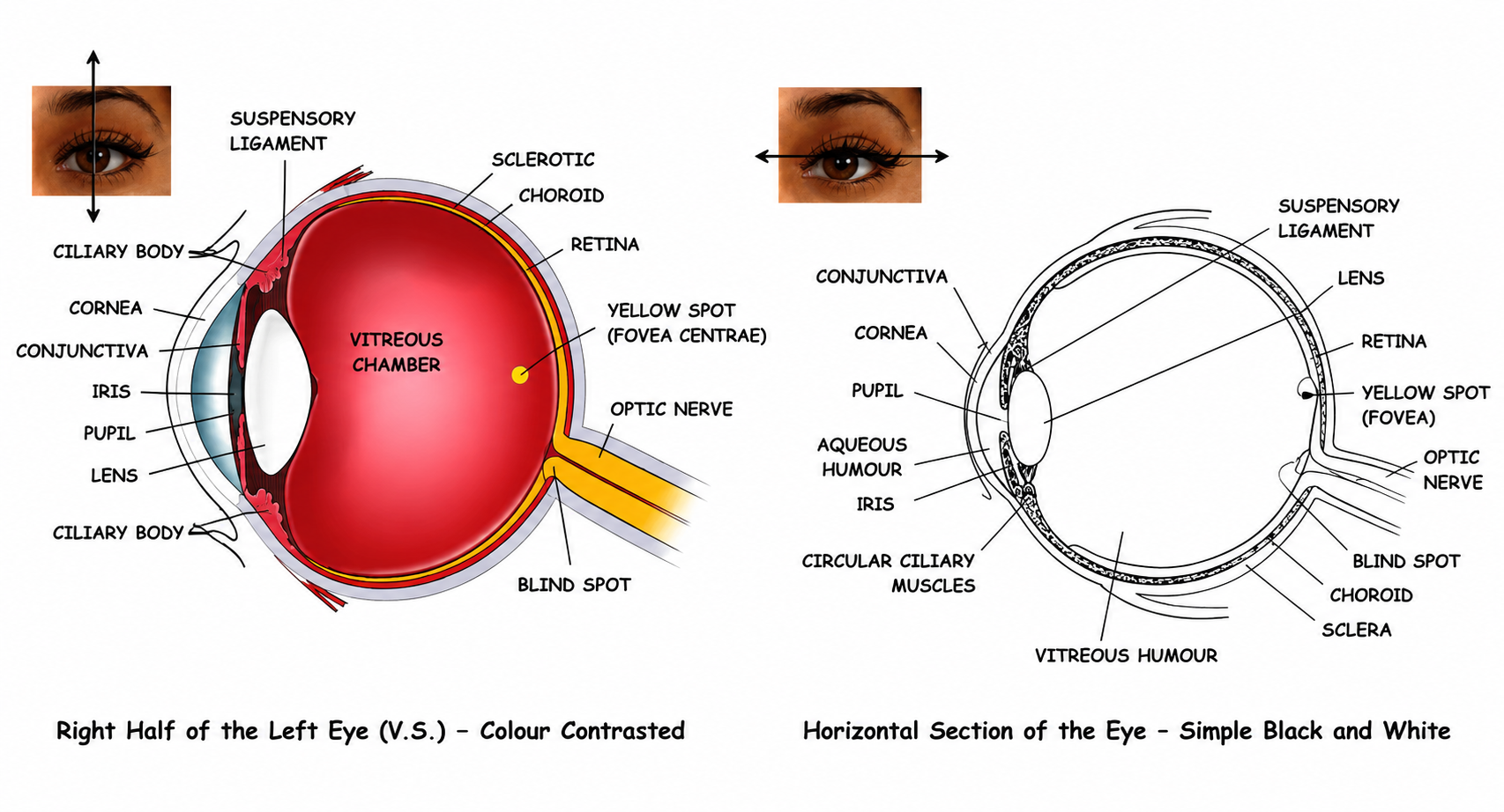 Fig 9.11: Vertical section of the human eye